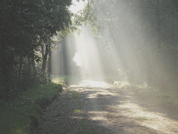 Lichtstrahlen fallen durch dichten Wald auf einen sandigen Waldweg bei Hesel.