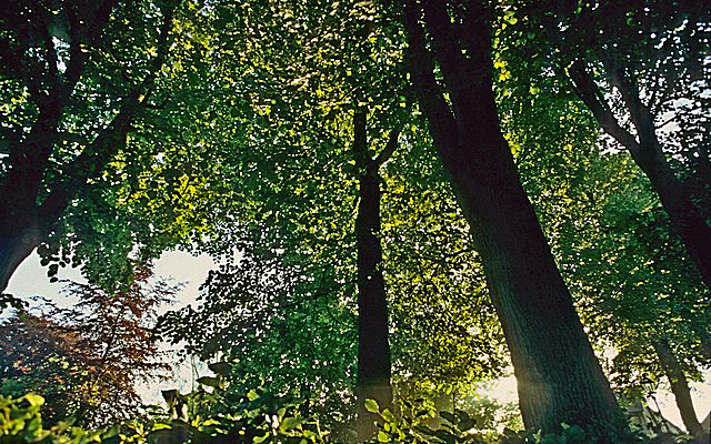 Blick durch dichte Baumkronen im Sonnenlicht, Waldszene zum Teufelsschatz in Ostfriesland.