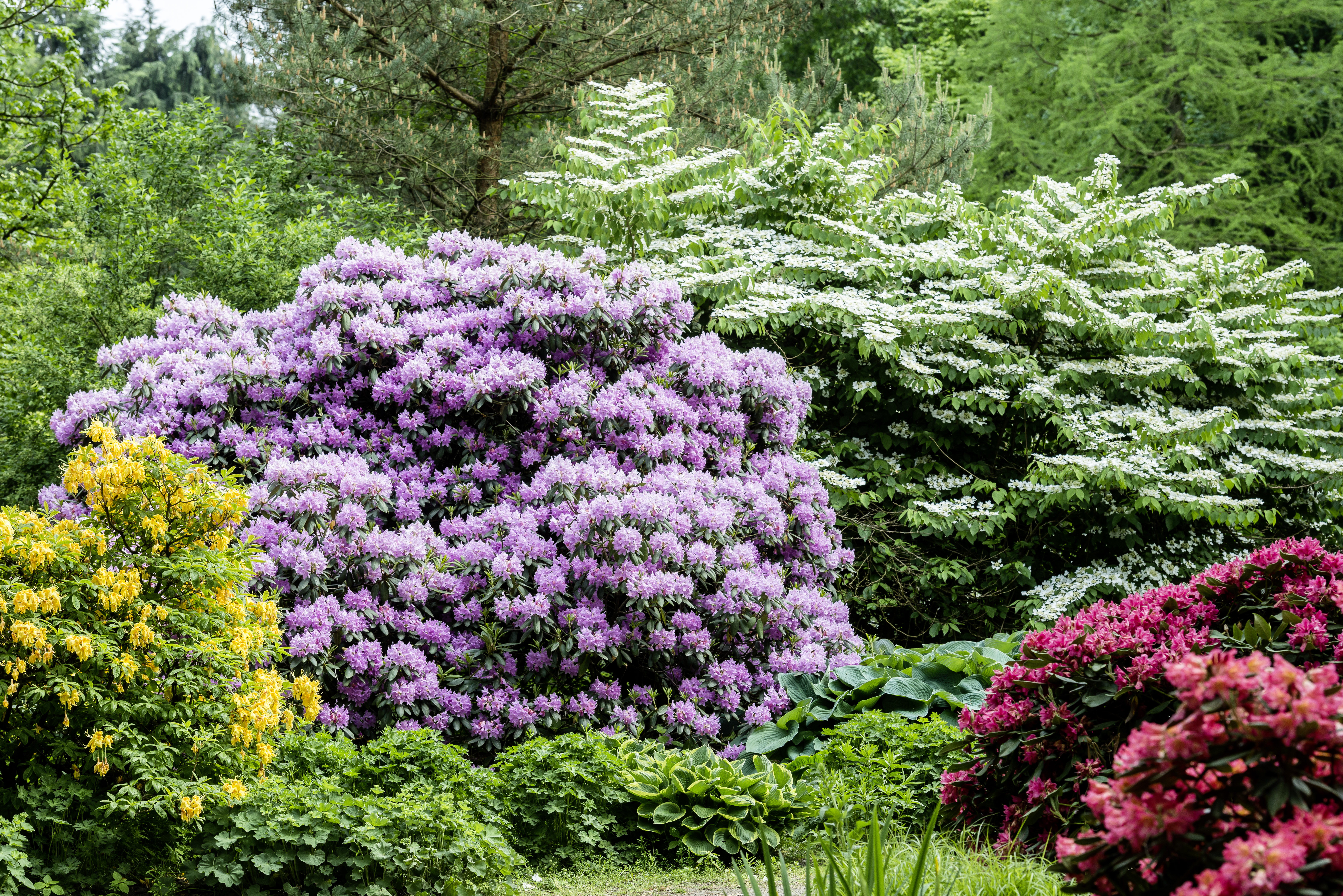 Rhododendren sorgen fr Bltenmeer im Ammerland - Am kommenden Wochenende  starten die Tage des offenen Gartens