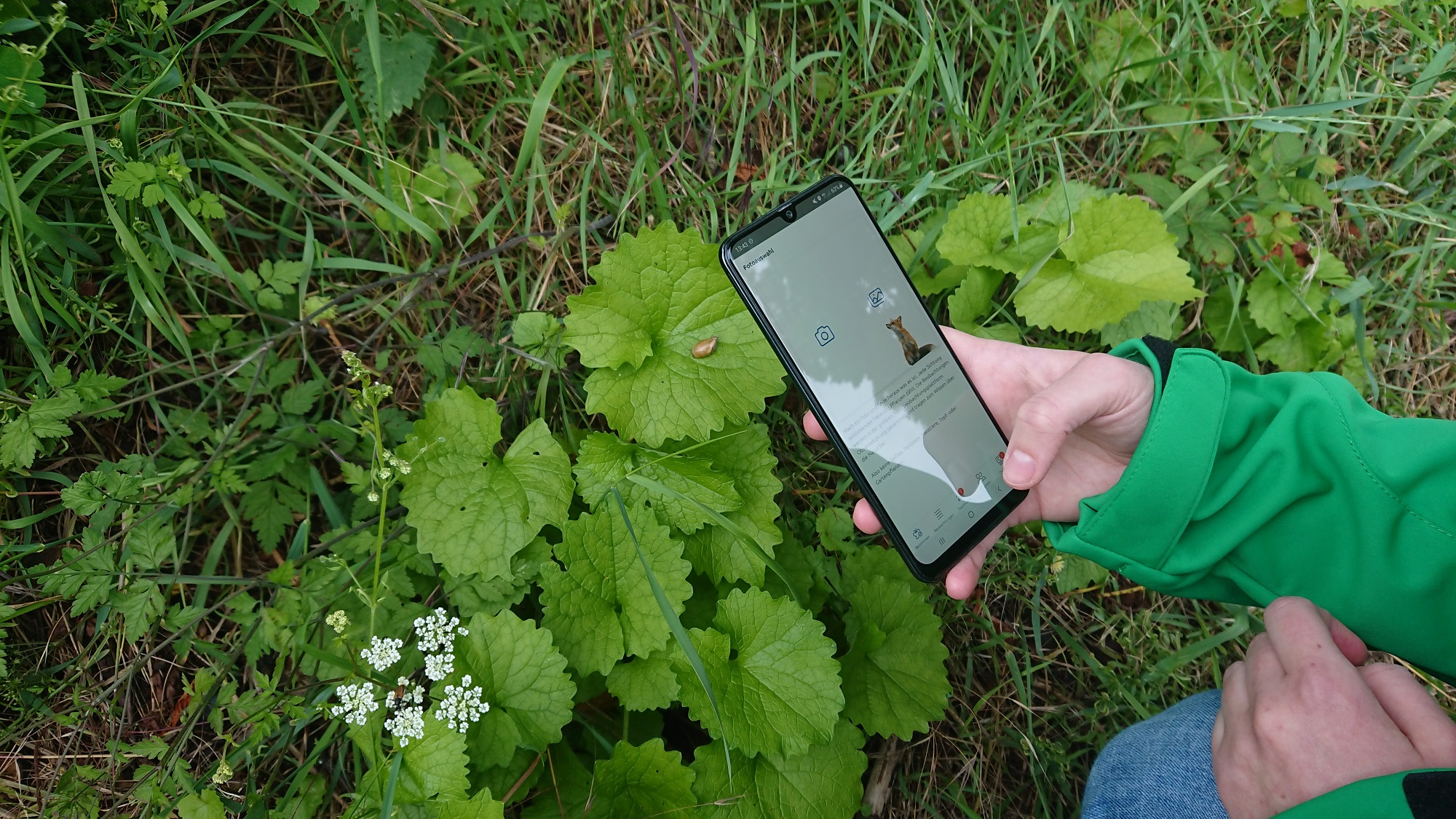 Auf diesem Bild sieht man die Hand einer Person, die gerade eine Schnecke mit der App ObsIdentify bestimmt